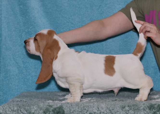 Sirius Lady Barnett's | Basset Hound 