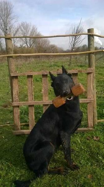 Imperator´s Legacy Chasing Dreams | Beauceron 