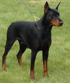 Tahi-Réme X-Trem | Black Doberman Pinscher