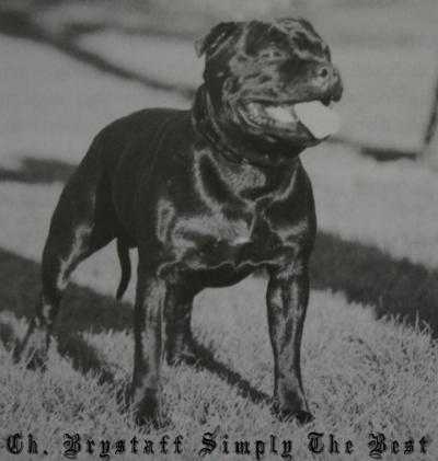 ?rystaff Simply The Best | Staffordshire Bull Terrier 