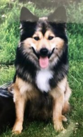 Raki van het Reutse Veld | Icelandic Sheepdog 