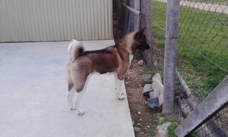 Tenk-Jou-Lee Odi Nina | Akita 