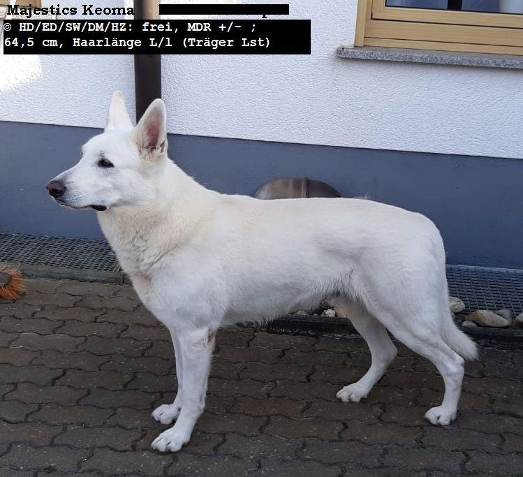 Majestics Keoma | White Swiss Shepherd Dog 