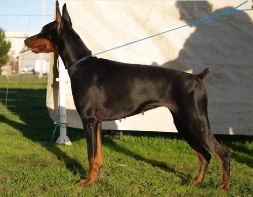 Incredible Adiva | Black Doberman Pinscher