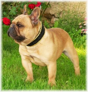 Nagyerdoi Champion Endy | French Bulldog 