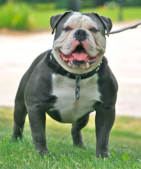 Phoenix Blue Strike | Olde English Bulldogge 