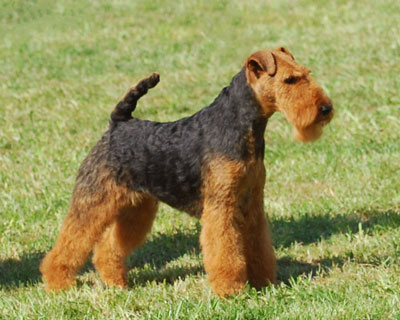 Darwyn´s Dora The Explorer | Welsh Terrier 