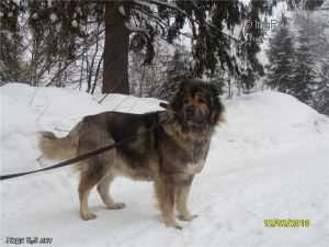 Leda | Caucasian Mountain Dog 