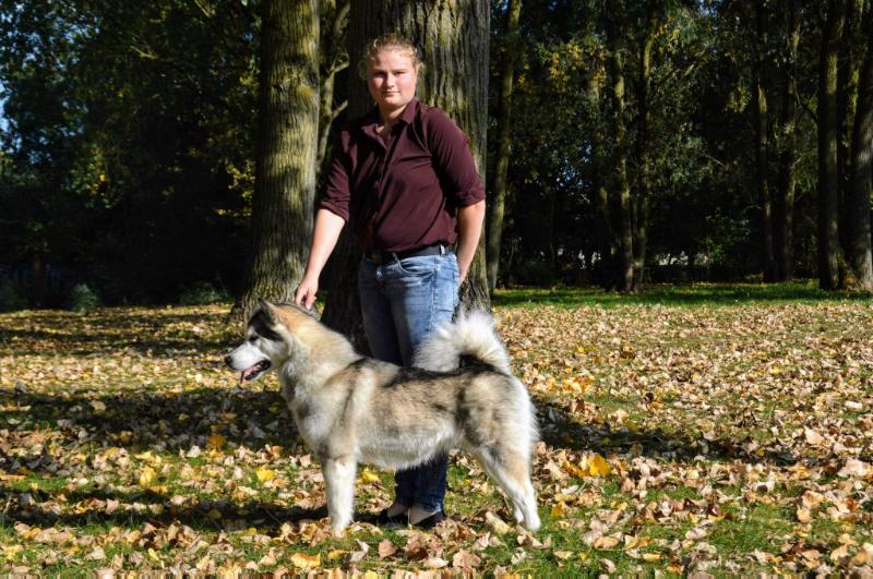 Mind Trick Stormyth | Alaskan Malamute 