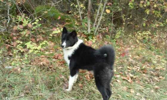 MAIKA LOF.690 | Karelian Bear Dog 