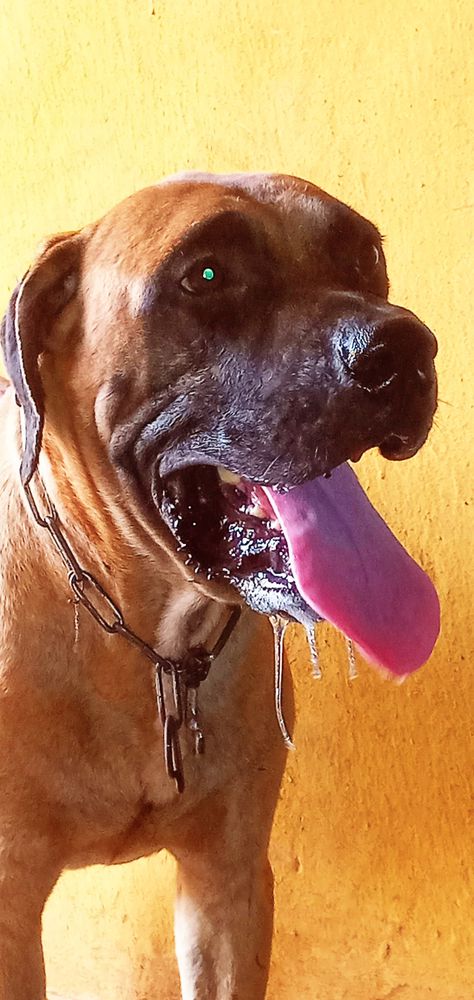 NM. King Bruno | African Boerboel 