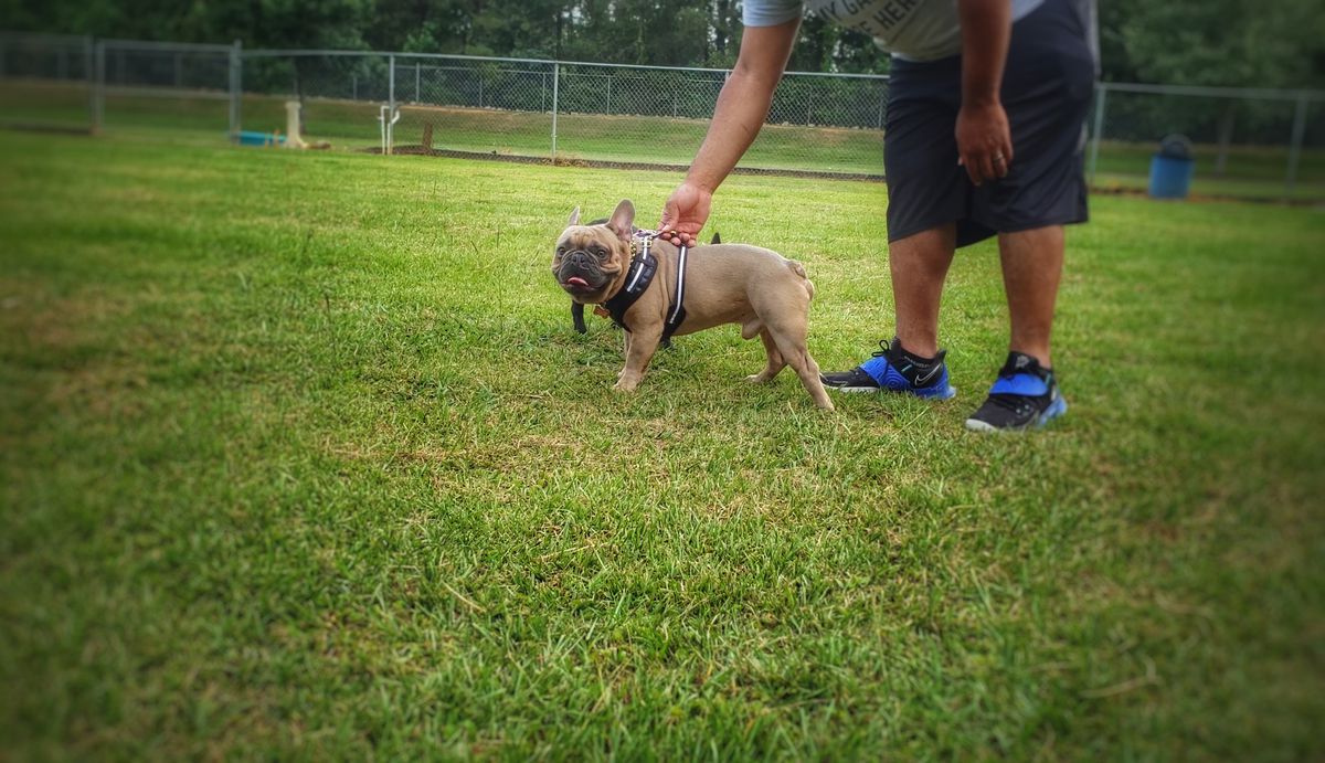 Medina Royal Bulldog's Marcel | French Bulldog 