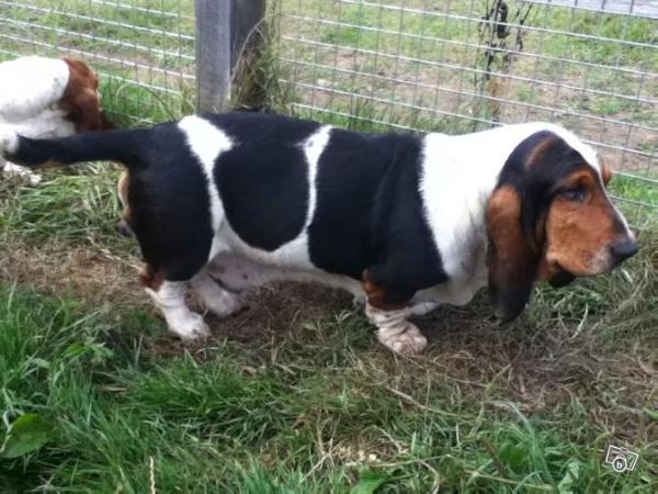 Darky der lenn | Basset Hound 