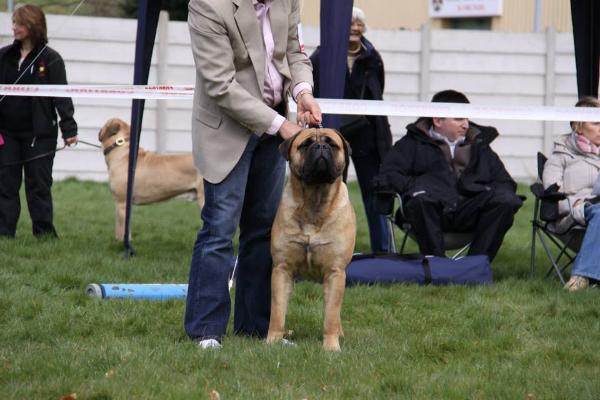 nashbank victorious | Bullmastiff 