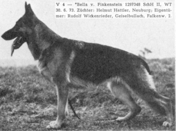 Bella vom Finkenstein | German Shepherd Dog 