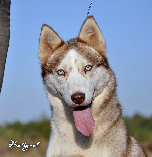 Ibara Eskimoski Domek | Siberian Husky 