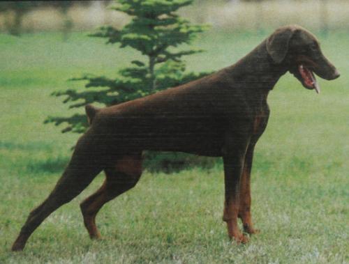 Ortrud v. Kuxwinkel | Brown Doberman Pinscher