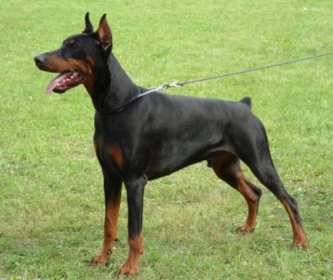 Alpha Best of Milano | Black Doberman Pinscher