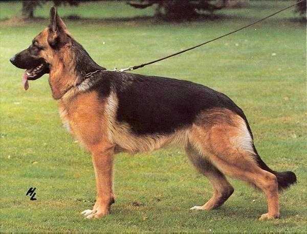 Xandra von der Wienerau | German Shepherd Dog 