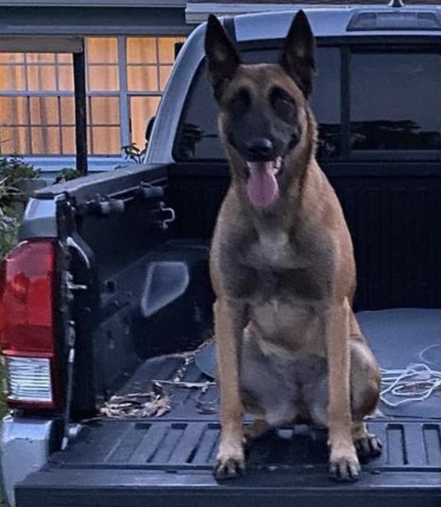Sadie De Southernwind | Belgian Malinois 