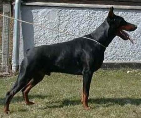 Graf de Niro Jimona Mon-Ja-Mes | Black Doberman Pinscher