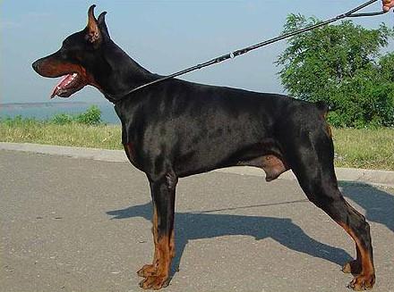 Rossiiskiy Kolorit Men Morison | Black Doberman Pinscher