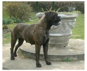 Chalfs miss motown | Bullmastiff 