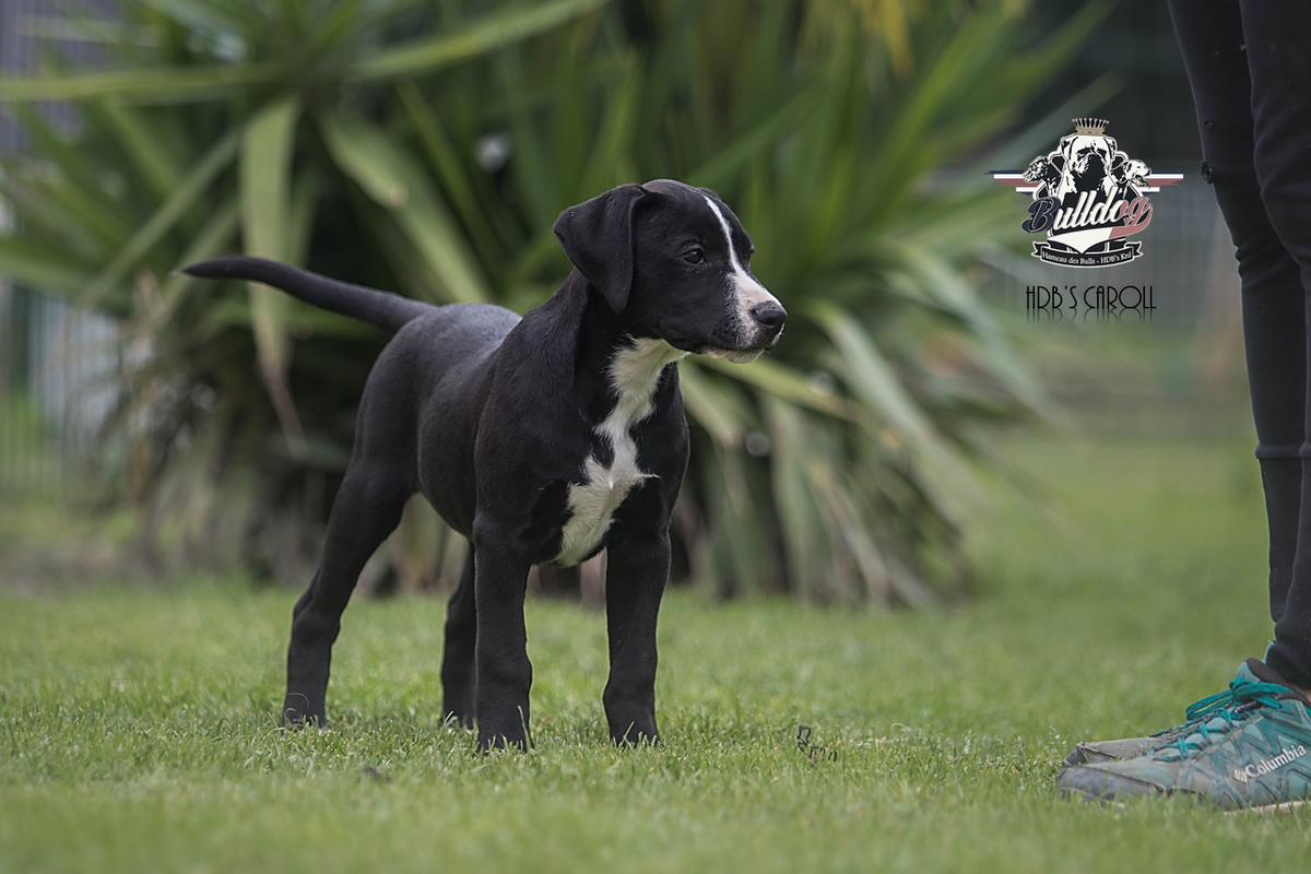 HDB's Caroll | American Bulldog 