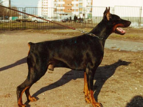 Trezor iz Slavnoi Stai | Black Doberman Pinscher