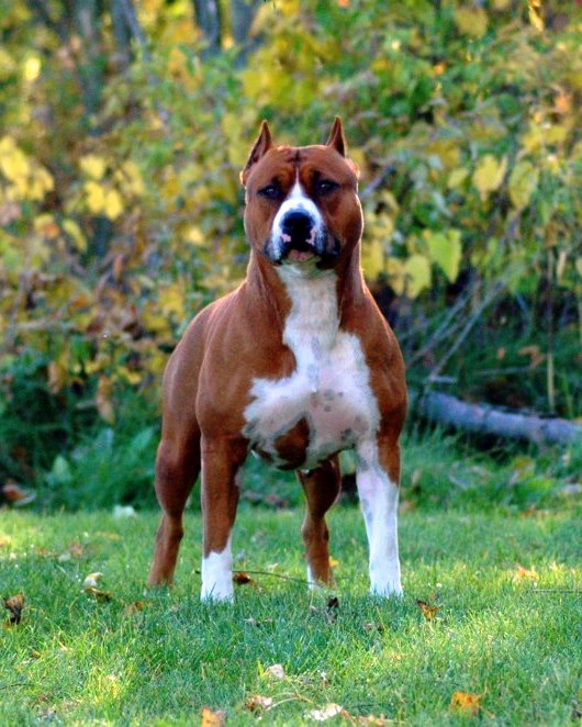 Diablos Everyone Wants Sushi | American Staffordshire Terrier 