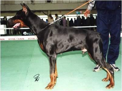 Titan Terentiy iz Slavnoi Stai | Black Doberman Pinscher