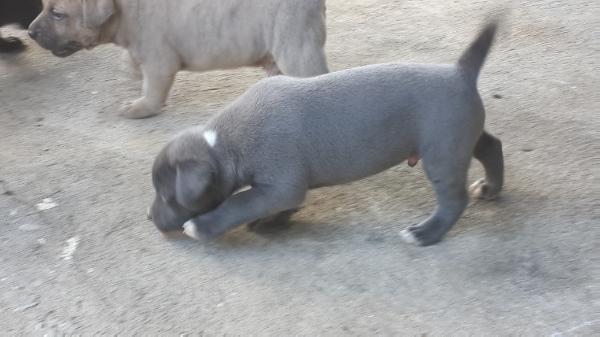 PHKPTY´s DOMINGO | American Pit Bull Terrier 