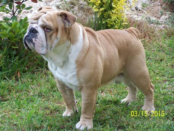 Baby Boy Diplomate Ambassadeur | Bulldog 