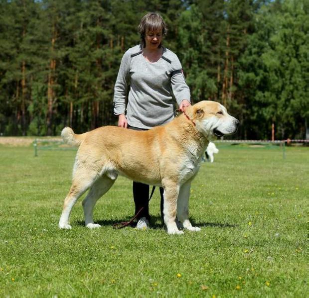 Ashalan Agas Dar Dashi | Central Asian Shepherd Dog 