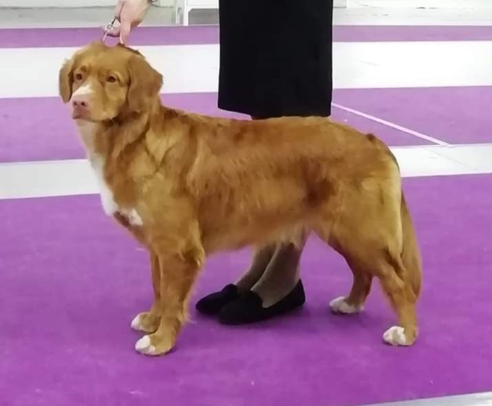 Lorevy Yasenia | Nova Scotia Duck Tolling Retriever 