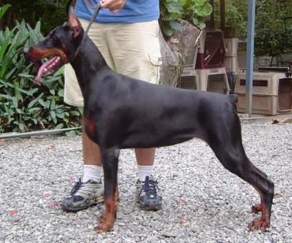 Remijaguare Asola Joline | Black Doberman Pinscher