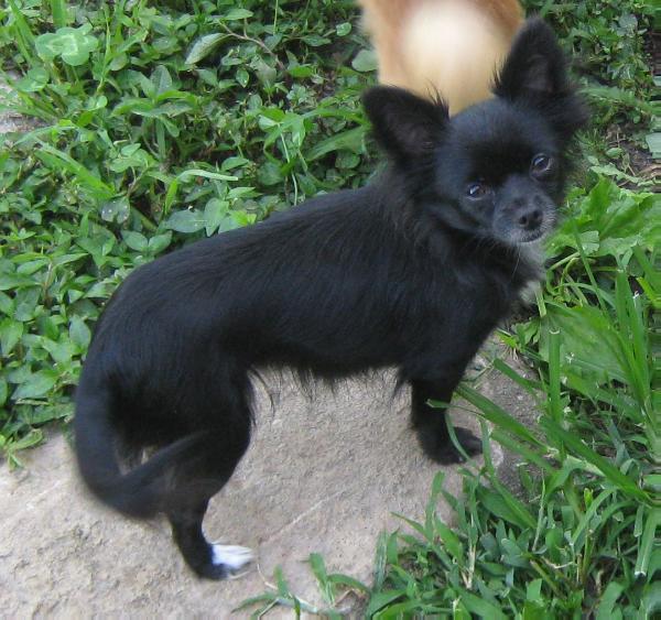 Critterfarm's Ebony Pipsqueak | Chihuahua 