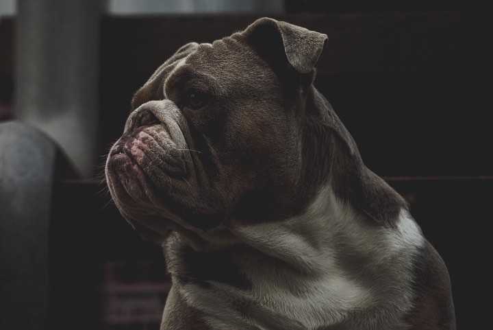 BR Mcclures Bulldogges' Rollo of LAO | Olde English Bulldogge 