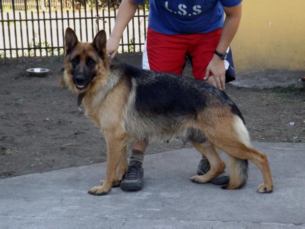 Alana von edle herz | German Shepherd Dog 