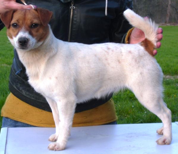 ROYAL DI SAN RUFFINO JACK FRIDA | Jack Russell Terrier 