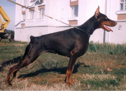 Ak-Yar Zhaneyra | Brown Doberman Pinscher