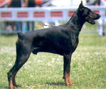 Vandamme di Casa Coppo | Black Doberman Pinscher