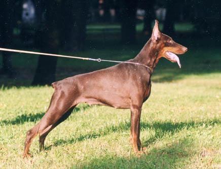 S'Lichobor Favilla Flay | Brown Doberman Pinscher