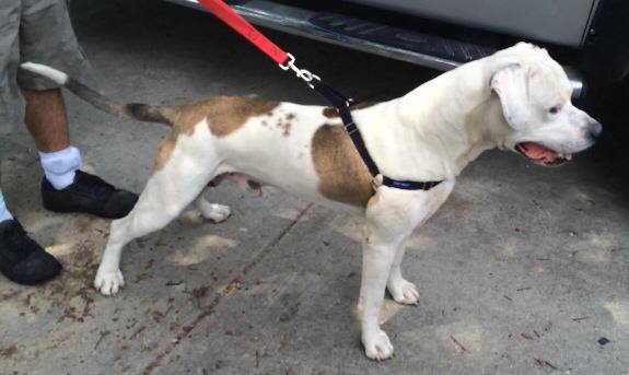 Perez' Lucas of BSB | American Bulldog 