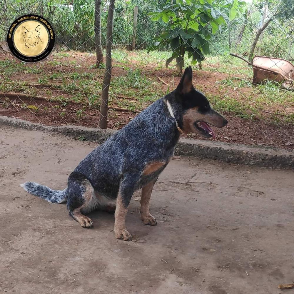 Valentine of Heeler's Selivon | Australian Cattle Dog 