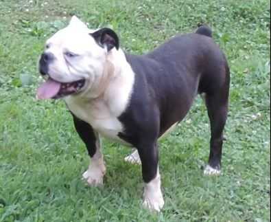 Bluebulldogge's Popeye | Olde English Bulldogge 