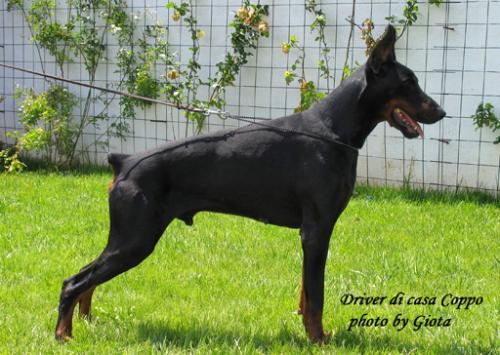 Driver di Casa Coppo | Black Doberman Pinscher