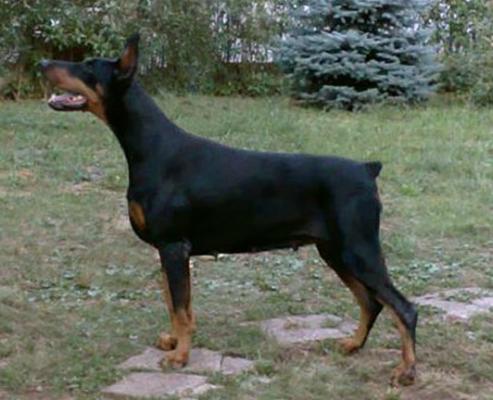 Vaydee Talis Last Tango | Black Doberman Pinscher