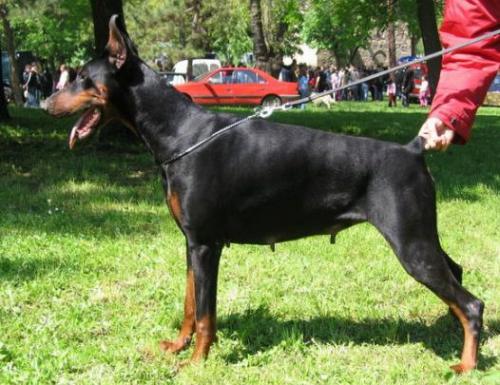 Inca Ginga House | Black Doberman Pinscher