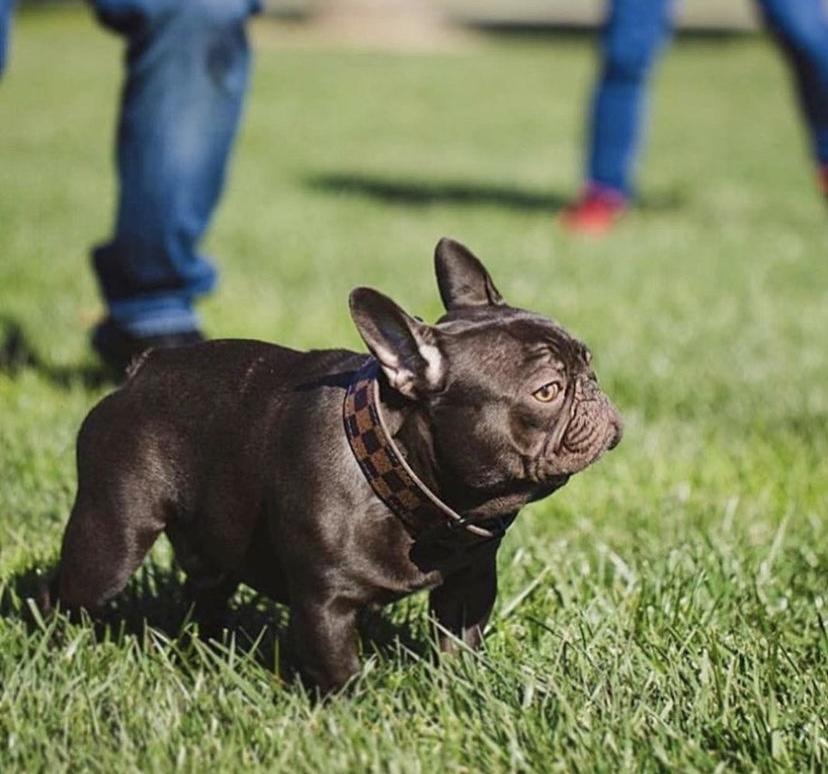 BOD King Cobra | French Bulldog 